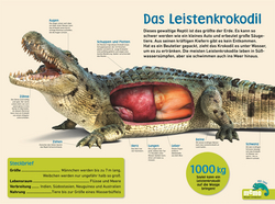 Innenansicht 7 zum Buch memo Wissen entdecken. Reptilien