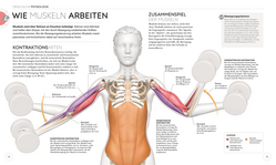 Innenansicht 2 zum Buch Krafttraining – Die Anatomie verstehen