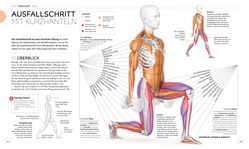 Innenansicht 3 zum Buch Krafttraining – Die Anatomie verstehen