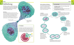 Innenansicht 3 zum Buch Visuelles Wissen. Biologie