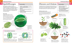 Innenansicht 4 zum Buch Visuelles Wissen. Biologie