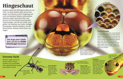 Innenansicht 2 zum Buch Superchecker! Insekten