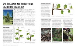 Innenansicht 2 zum Buch Grünes Gartenwissen. Pflanzen richtig schneiden