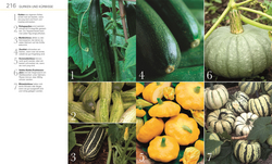 Innenansicht 5 zum Buch Gemüse für jeden Garten