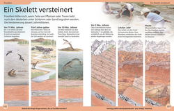 Innenansicht 5 zum Buch DK Kinderlexikon. Dinosaurier