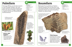 Innenansicht 3 zum Buch Fossilien