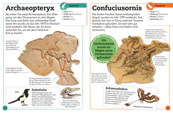 Innenansicht 7 zum Buch Fossilien