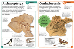 Innenansicht 7 zum Buch Fossilien