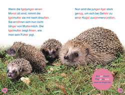 Innenansicht 3 zum Buch SUPERLESER! Hallo, Igel!