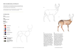 Innenansicht 7 zum Buch Tiere und Pflanzen malen mit Watercolor