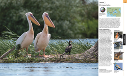 Innenansicht 7 zum Buch Vögel