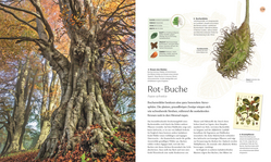 Innenansicht 5 zum Buch Bäume - Eine Natur- und Kulturgeschichte