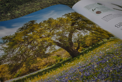 Innenansicht 11 zum Buch Bäume - Eine Natur- und Kulturgeschichte