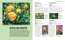 Innenansicht 8 zum Buch Grünes Gartenwissen. Krankheiten und Schädlinge