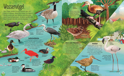 Innenansicht 5 zum Buch Die schillernde Welt der Vögel
