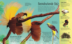 Innenansicht 6 zum Buch Die schillernde Welt der Vögel