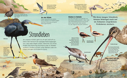 Innenansicht 7 zum Buch Die schillernde Welt der Vögel