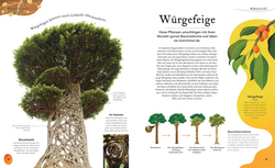 Innenansicht 4 zum Buch Große und kleine Schätze der Natur. Pflanzen