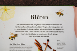 Innenansicht 10 zum Buch Große und kleine Schätze der Natur. Pflanzen