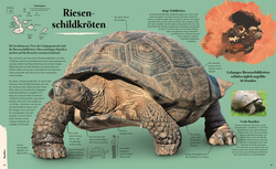 Innenansicht 4 zum Buch Galapagos