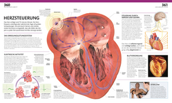 Innenansicht 5 zum Buch Anatomie und Physiologie