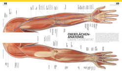 Innenansicht 6 zum Buch Anatomie und Physiologie