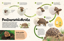 Innenansicht 6 zum Buch Aus dem Ei