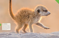 Innenansicht 3 zum Buch Tierkinder der Wildnis