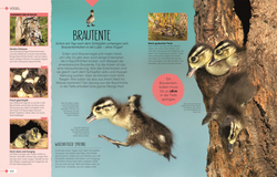 Innenansicht 6 zum Buch Tierkinder der Wildnis