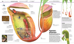 Innenansicht 6 zum Buch DK Wissen. Pflanzen und Pilze