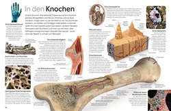 Innenansicht 4 zum Buch memo Wissen. Körper