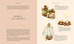 Innenansicht 4 zum Buch Pilze