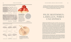 Innenansicht 6 zum Buch Pilze