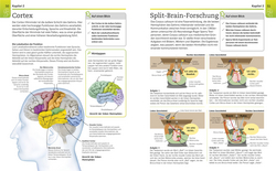 Innenansicht 3 zum Buch Visuelles Wissen. Psychologie