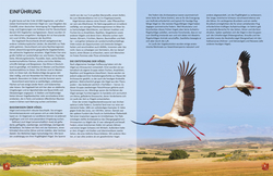 Innenansicht 2 zum Buch Heimische Vögel lebensgroß