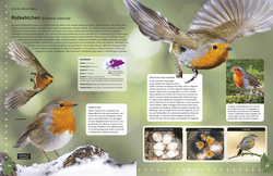 Innenansicht 3 zum Buch Heimische Vögel lebensgroß