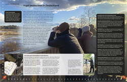 Innenansicht 4 zum Buch Heimische Vögel lebensgroß