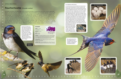 Innenansicht 5 zum Buch Heimische Vögel lebensgroß