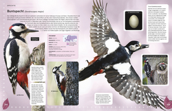 Innenansicht 6 zum Buch Heimische Vögel lebensgroß