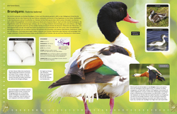 Innenansicht 7 zum Buch Heimische Vögel lebensgroß