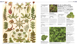 Innenansicht 9 zum Buch DK Bibliothek. Pflanzen & Pilze