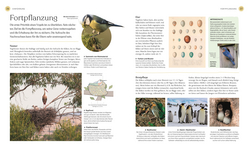 Innenansicht 2 zum Buch Vögel - Eine Natur- und Kulturgeschichte