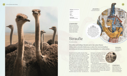 Innenansicht 3 zum Buch Vögel - Eine Natur- und Kulturgeschichte
