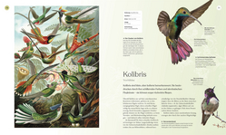 Innenansicht 4 zum Buch Vögel - Eine Natur- und Kulturgeschichte