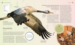 Innenansicht 5 zum Buch Vögel - Eine Natur- und Kulturgeschichte