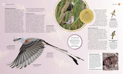Innenansicht 7 zum Buch Vögel - Eine Natur- und Kulturgeschichte