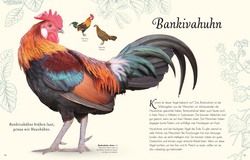 Innenansicht 3 zum Buch Wundervolle Welt der Vögel