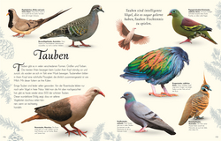 Innenansicht 5 zum Buch Wundervolle Welt der Vögel