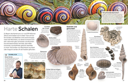 Innenansicht 3 zum Buch memo Wissen. Fossilien