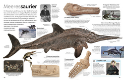 Innenansicht 5 zum Buch memo Wissen. Fossilien